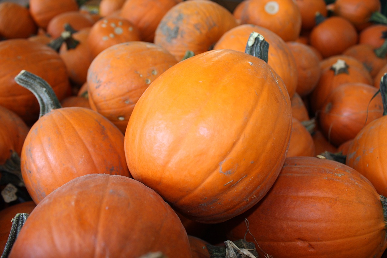 pumpkin autumn orange free photo