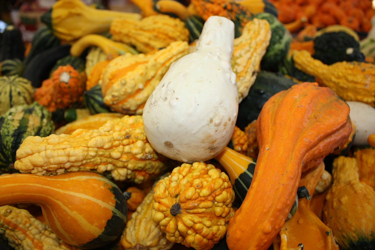 pumpkin autumn vegetables free photo