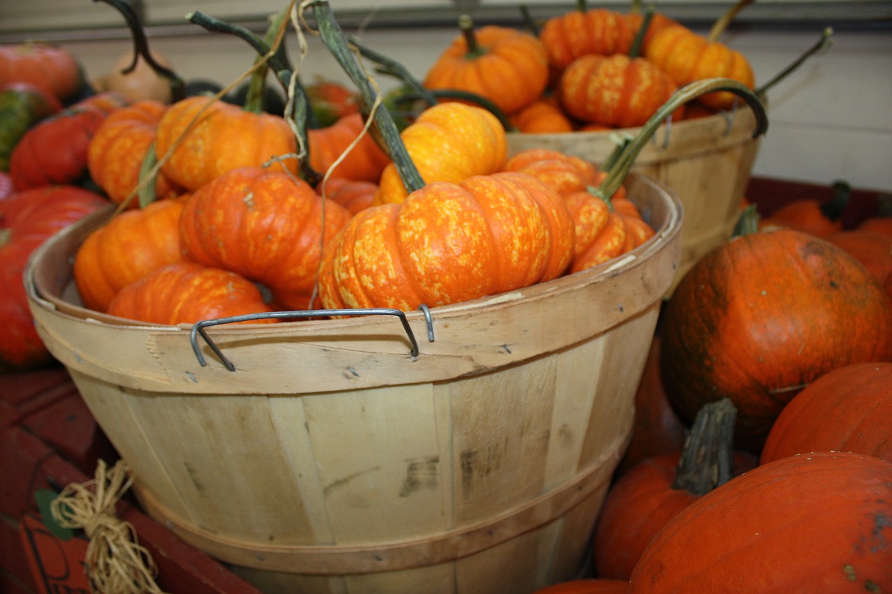 pumpkin harvest autumn free photo