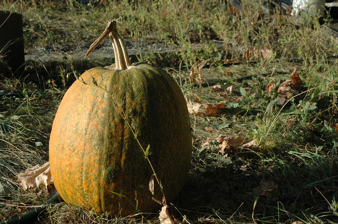 pumpkin autumn vegetables free photo