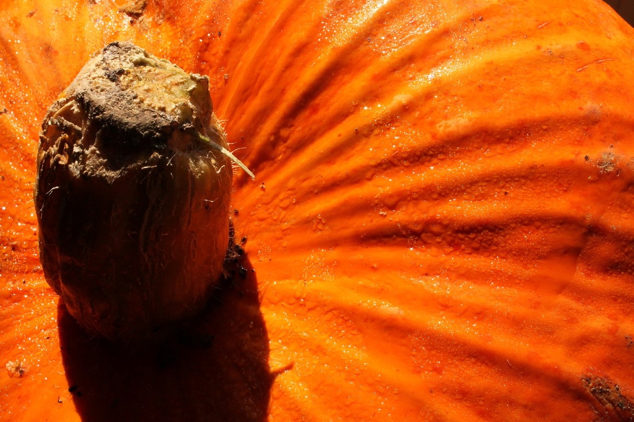 pumpkin orange halloween free photo