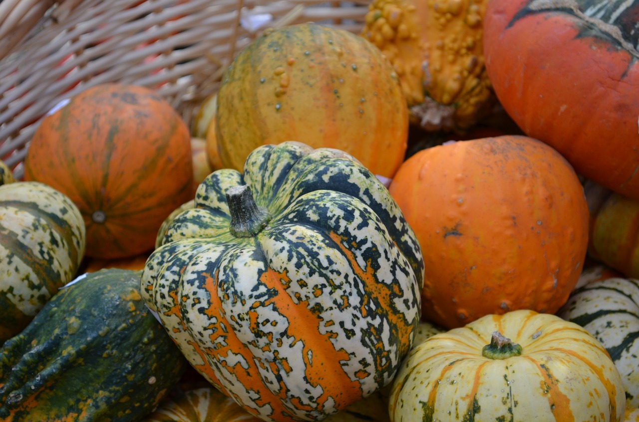 pumpkin hokkaido gourd free photo