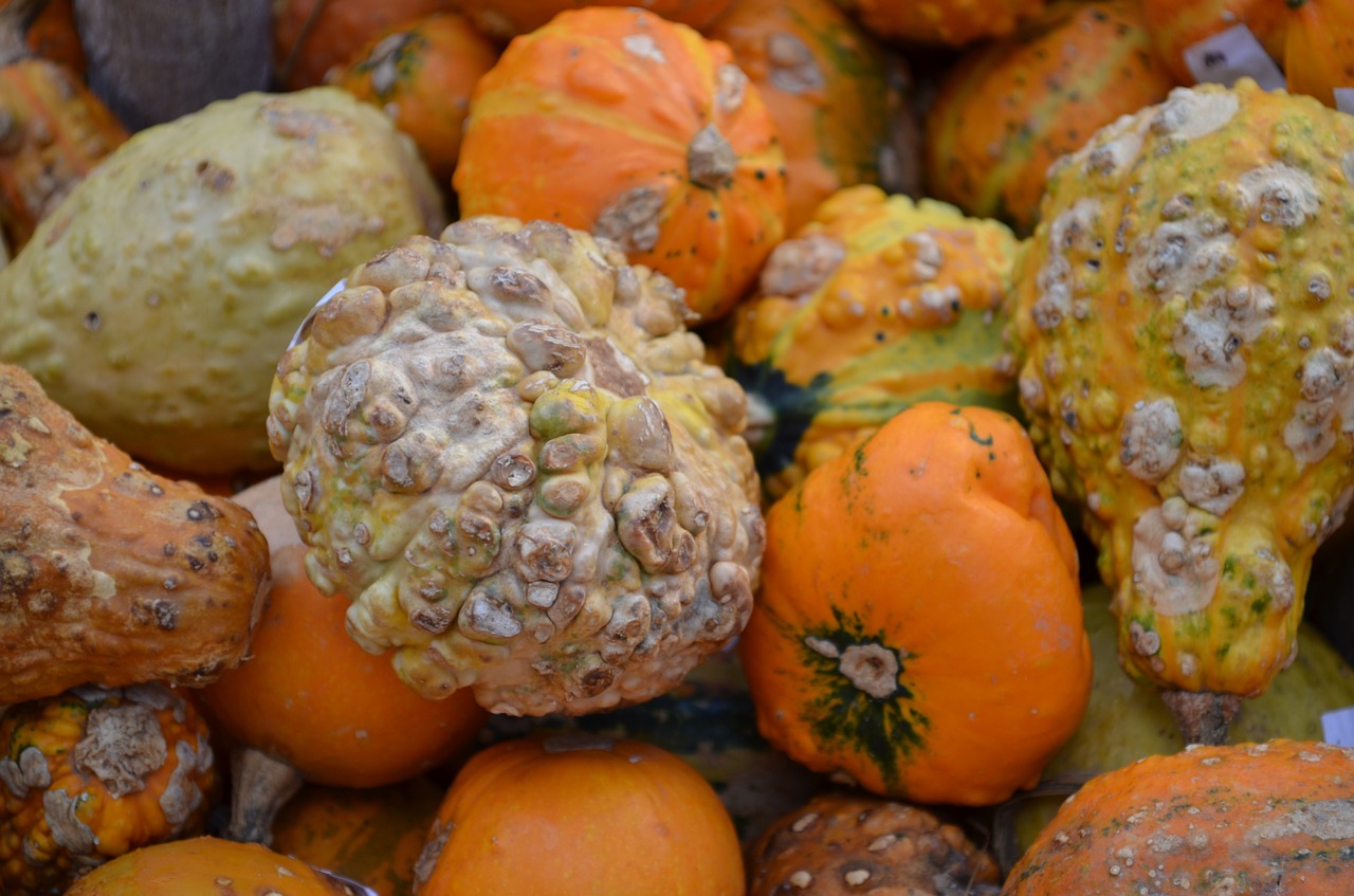 pumpkin hokkaido gourd free photo