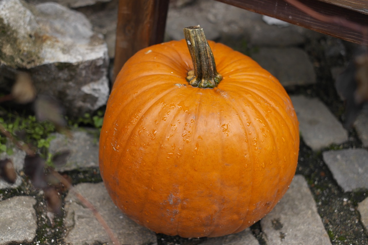 pumpkin autumn halloween free photo