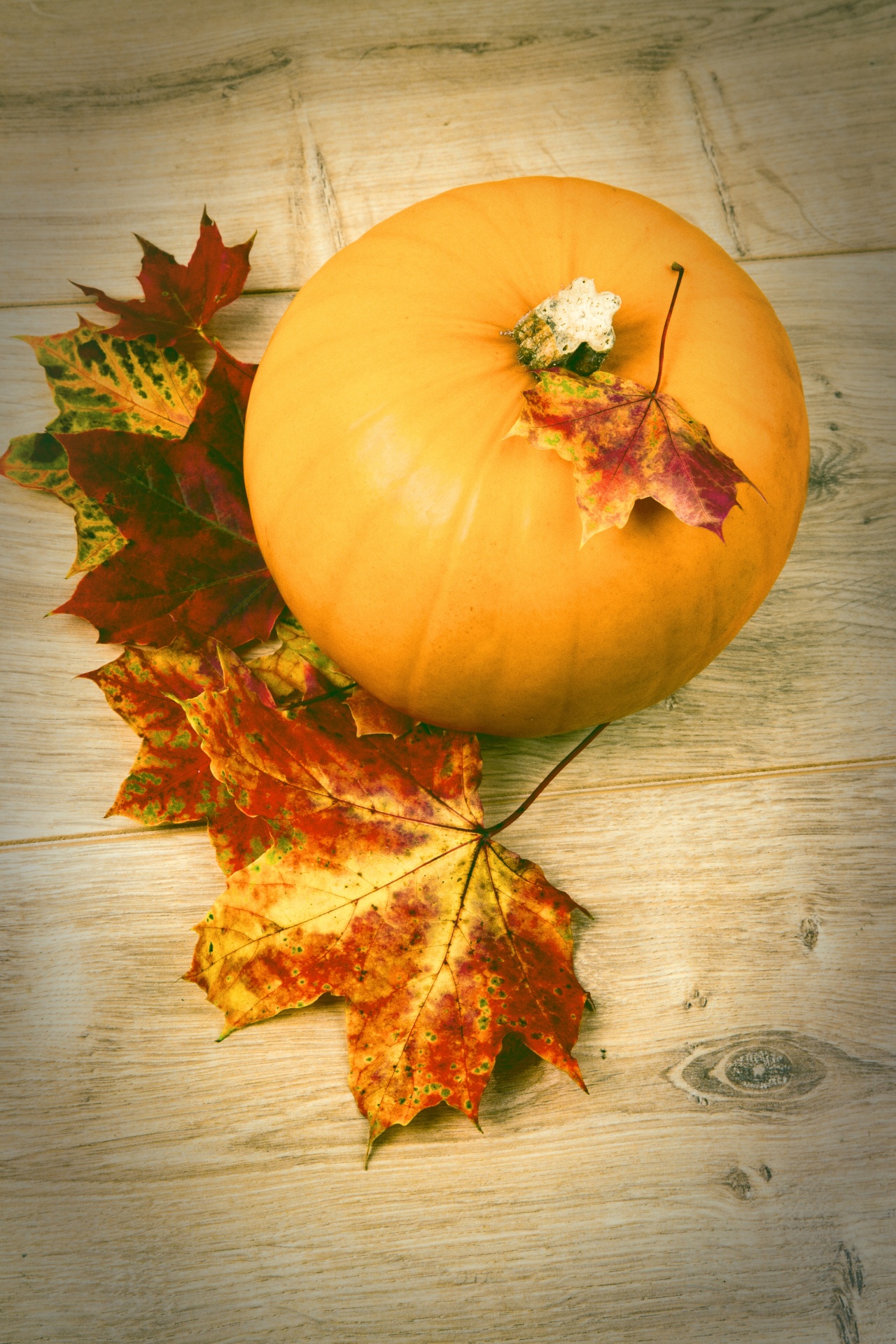 pumpkin halloween decoration free photo