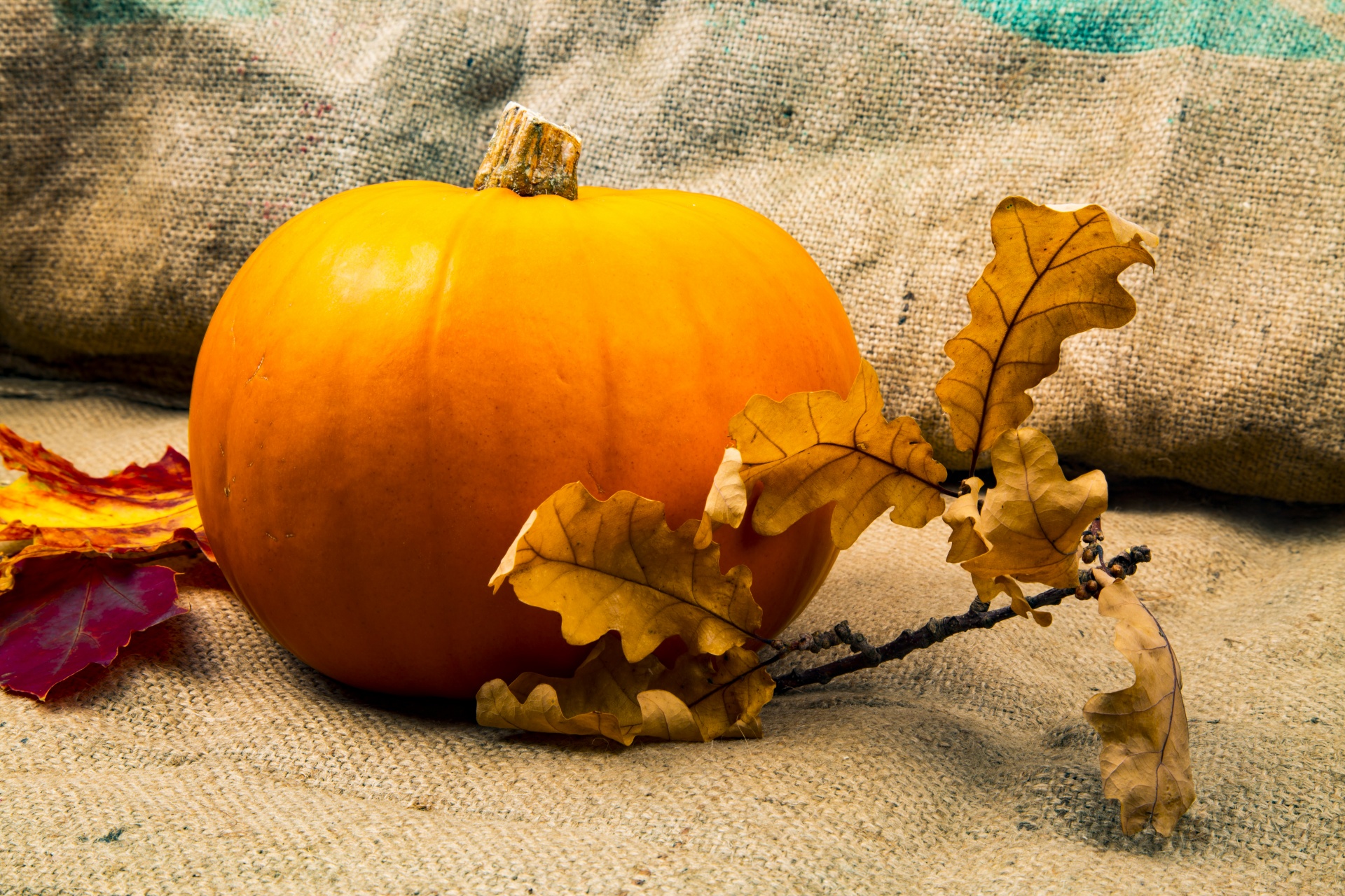 pumpkin halloween decoration free photo