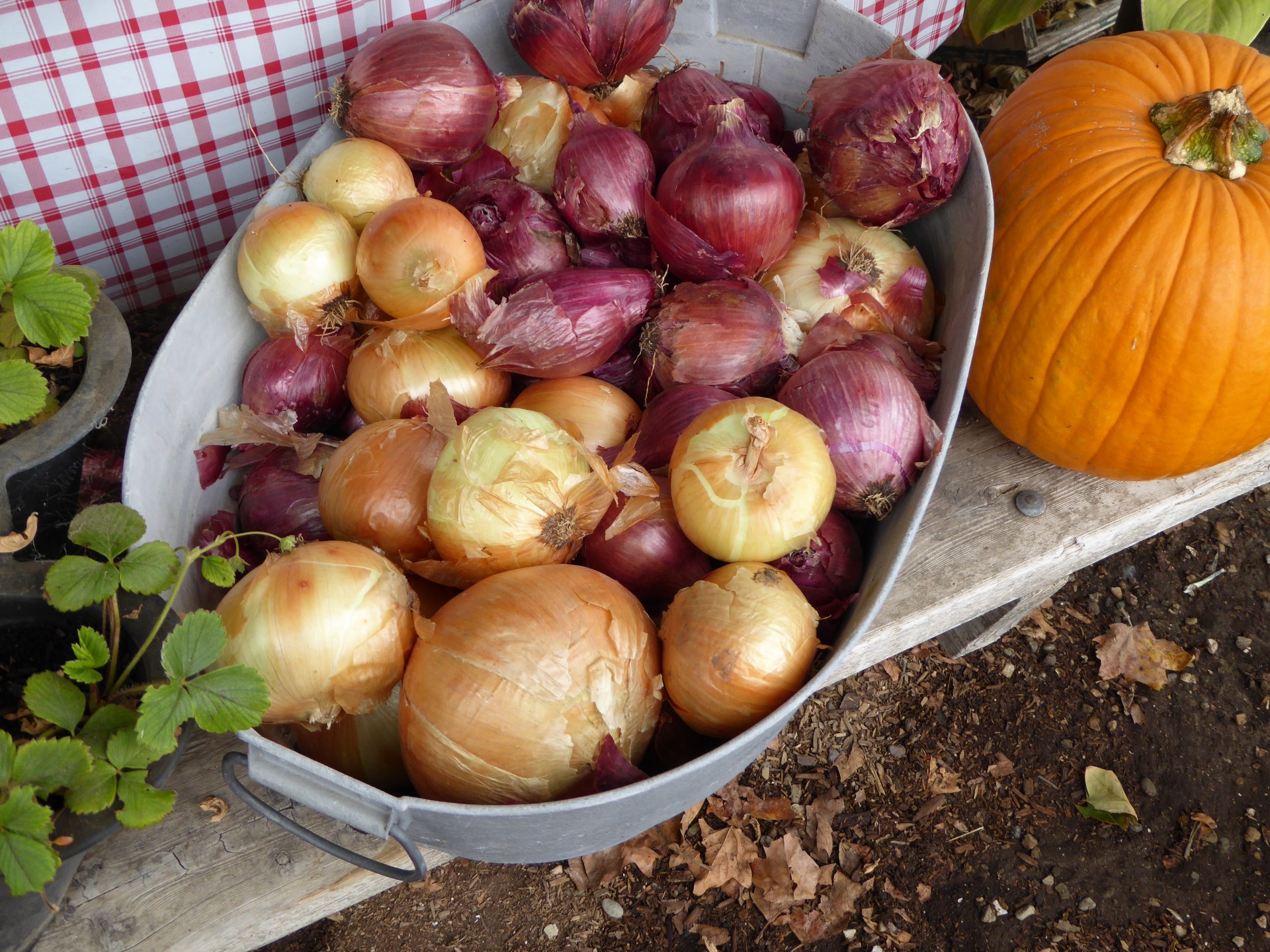 onions vegetables bucket free photo