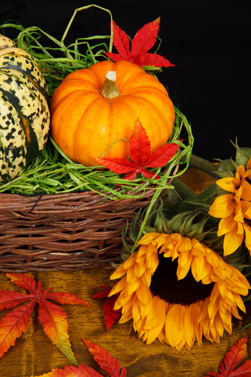 autumn basket color free photo