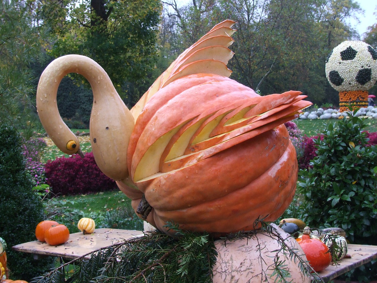 pumpkin art swan from pumpkin blühendes baroque free photo