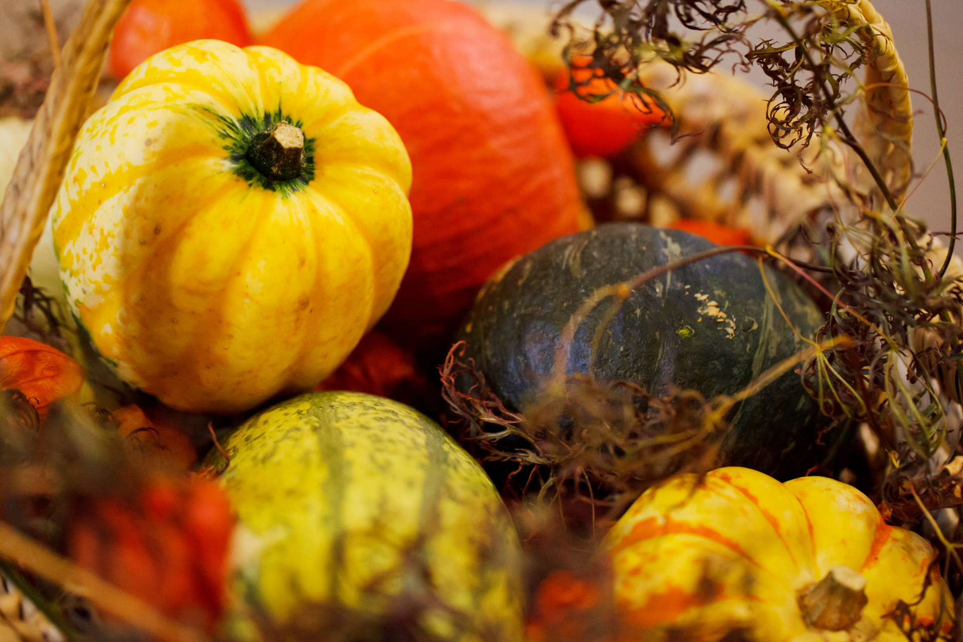 agriculture autumn colorful free photo