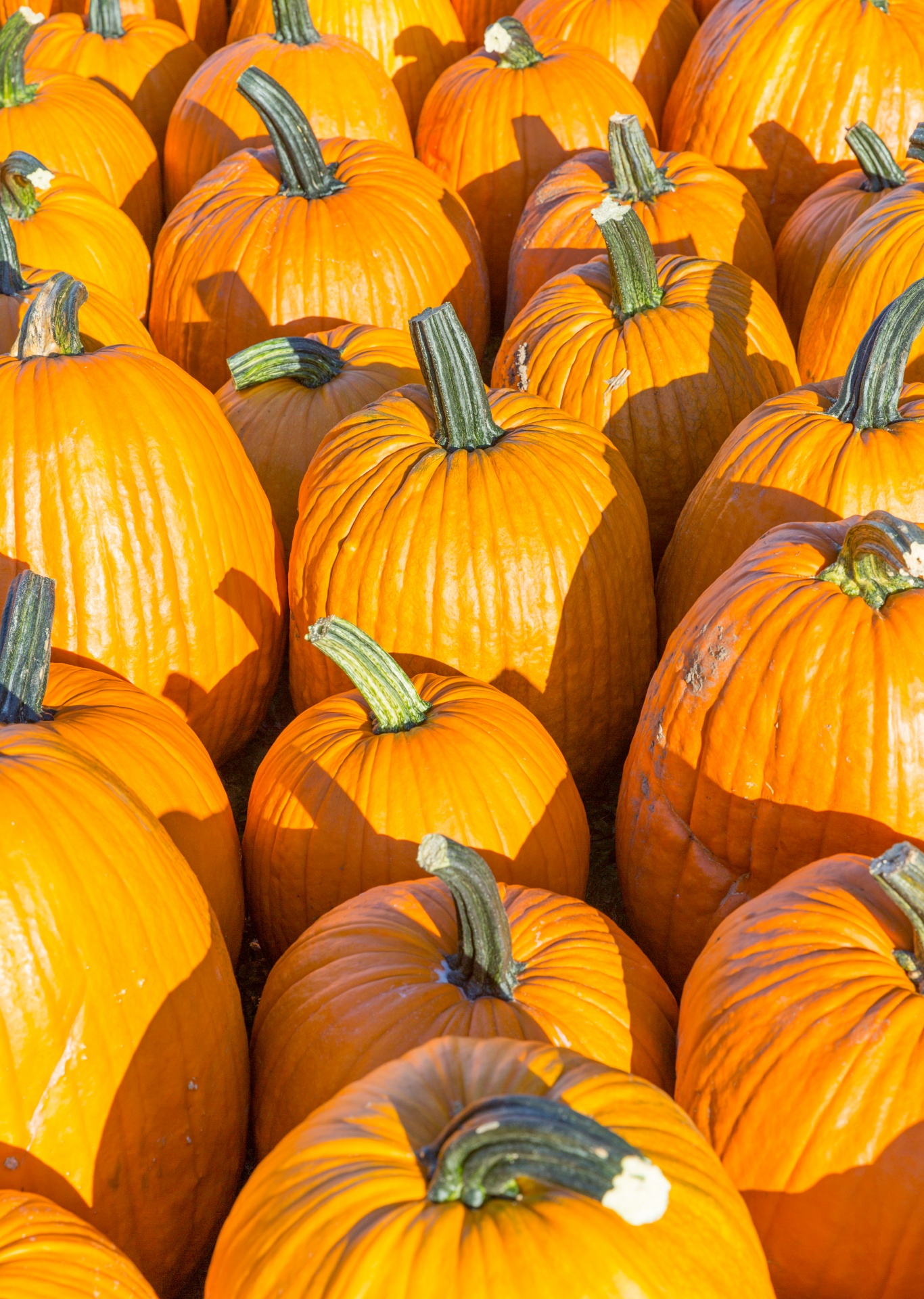 agriculture autumn background free photo