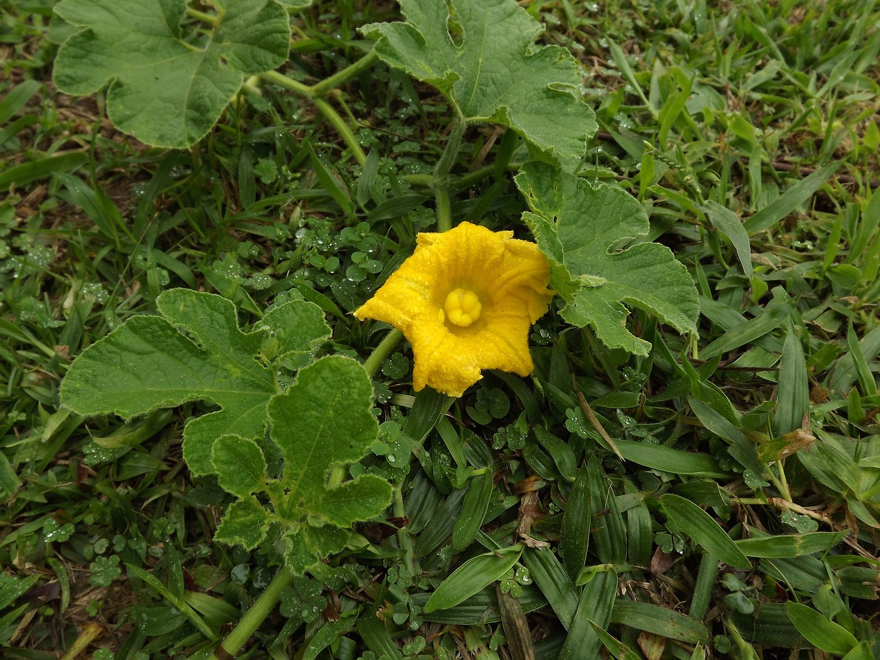 pumpkin blossom pumpkin flower free photo