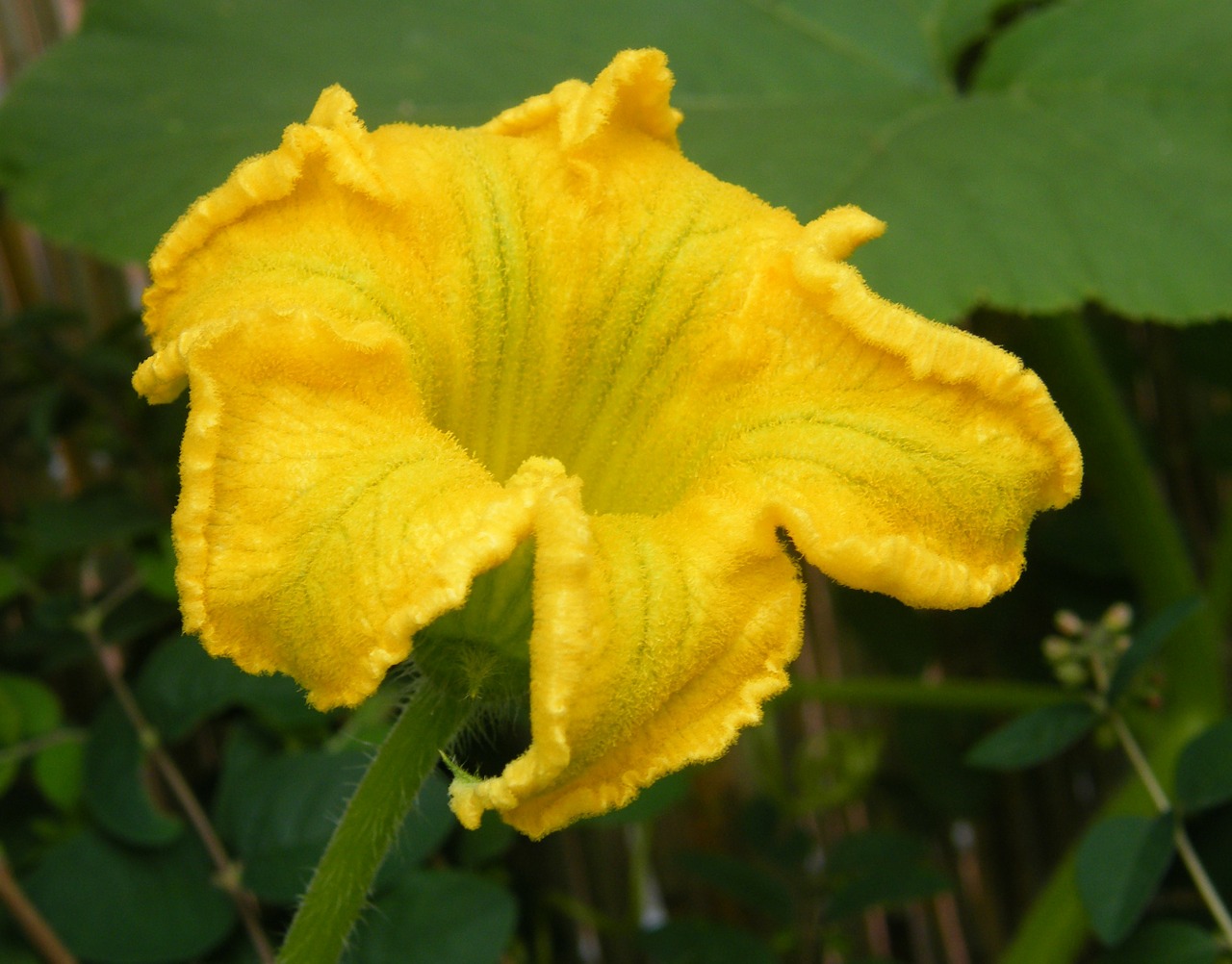 pumpkin blossom harvest thanksgiving free photo