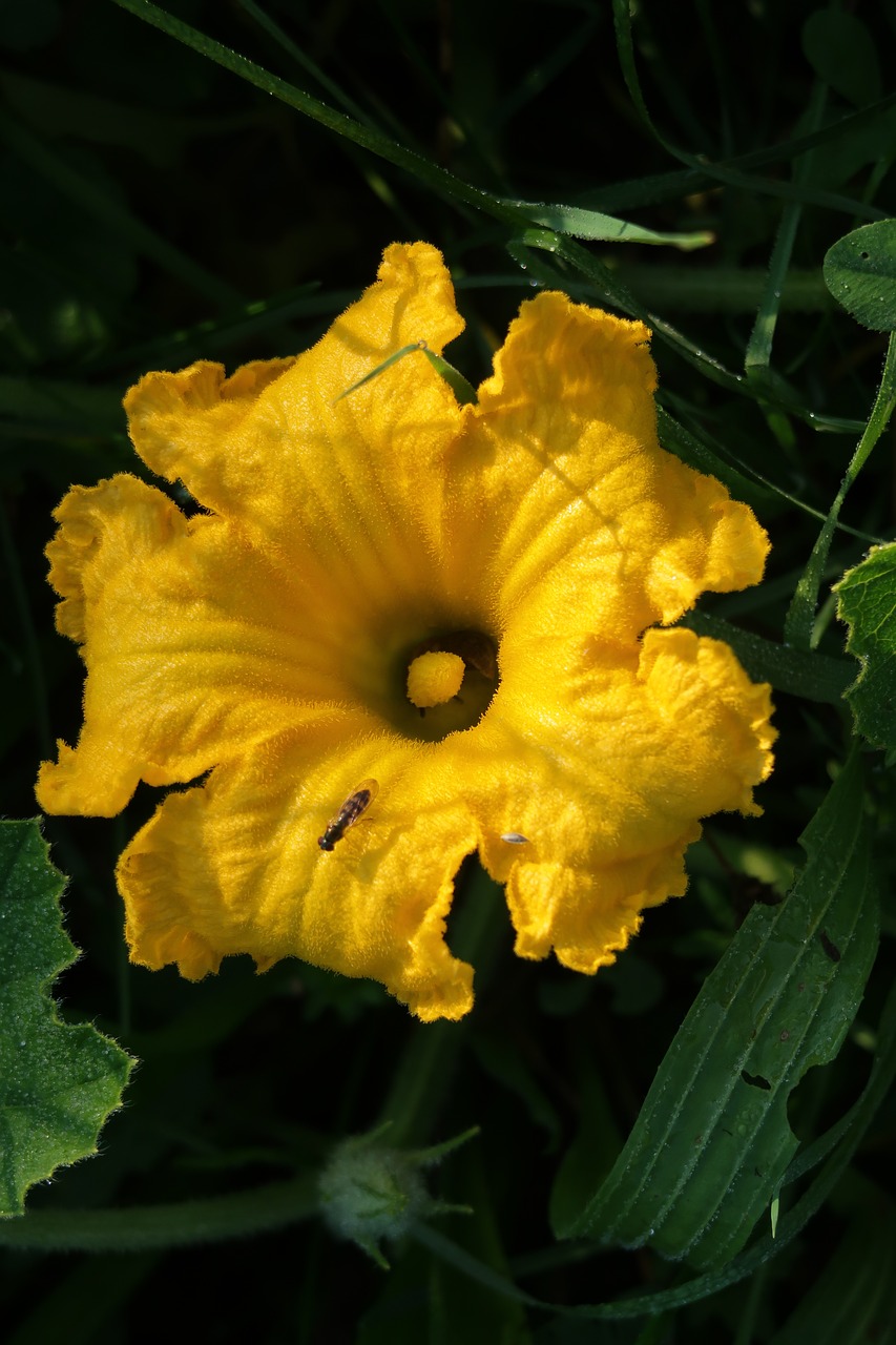 pumpkin blossom  blossom  bloom free photo