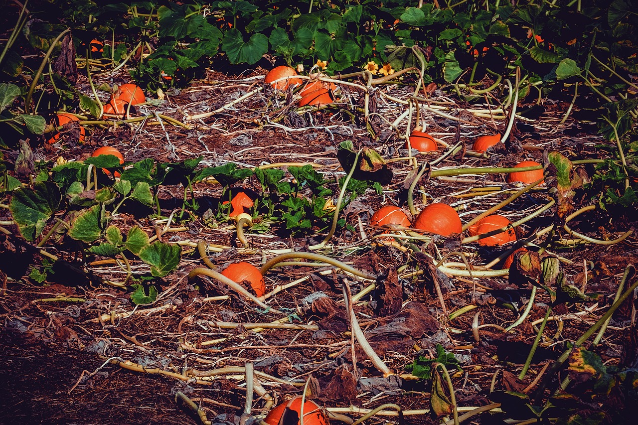 pumpkin box  pumpkin  field free photo