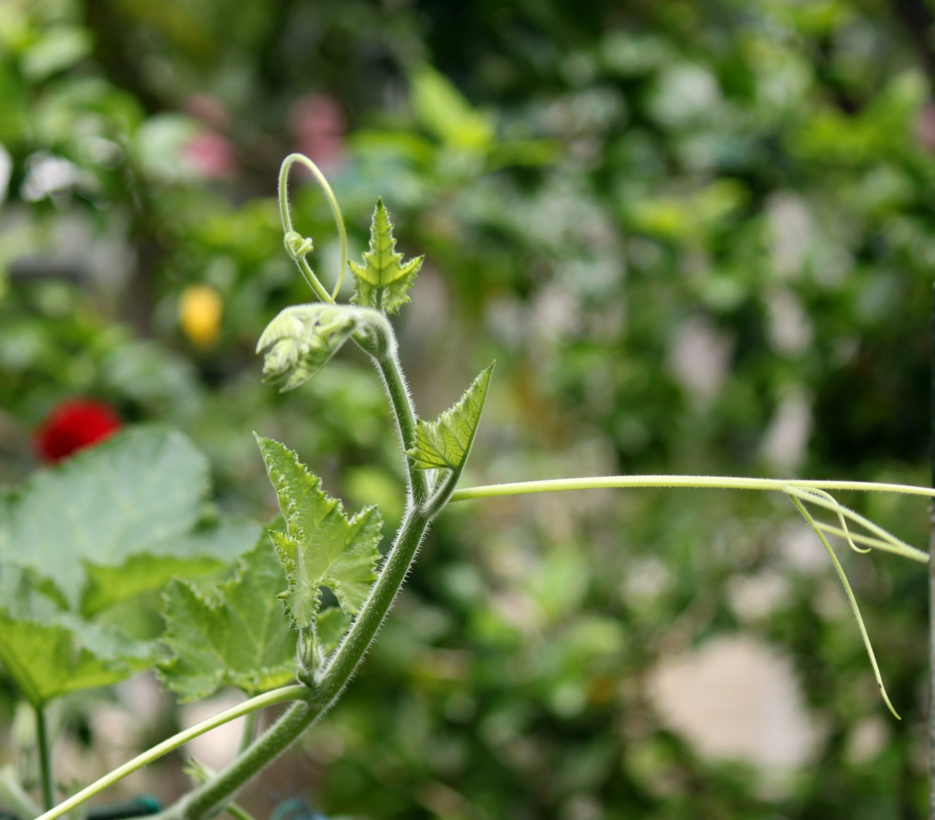 pumpkin cane new leaves free photo