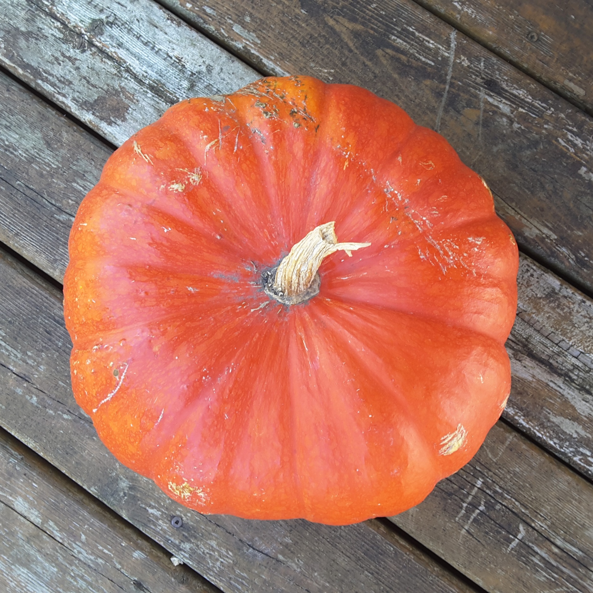 pumpkin closeup photo free photo