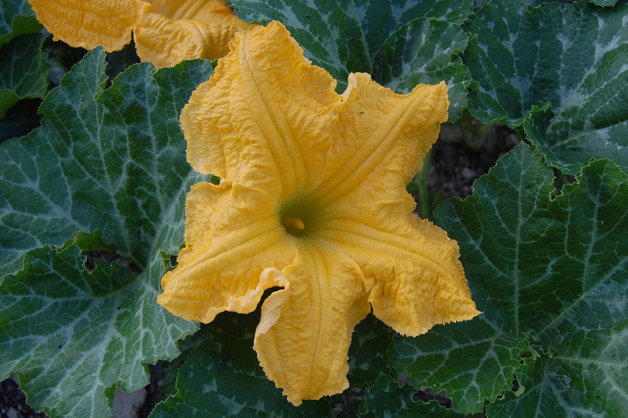 pumpkin flower vegetables greens free photo