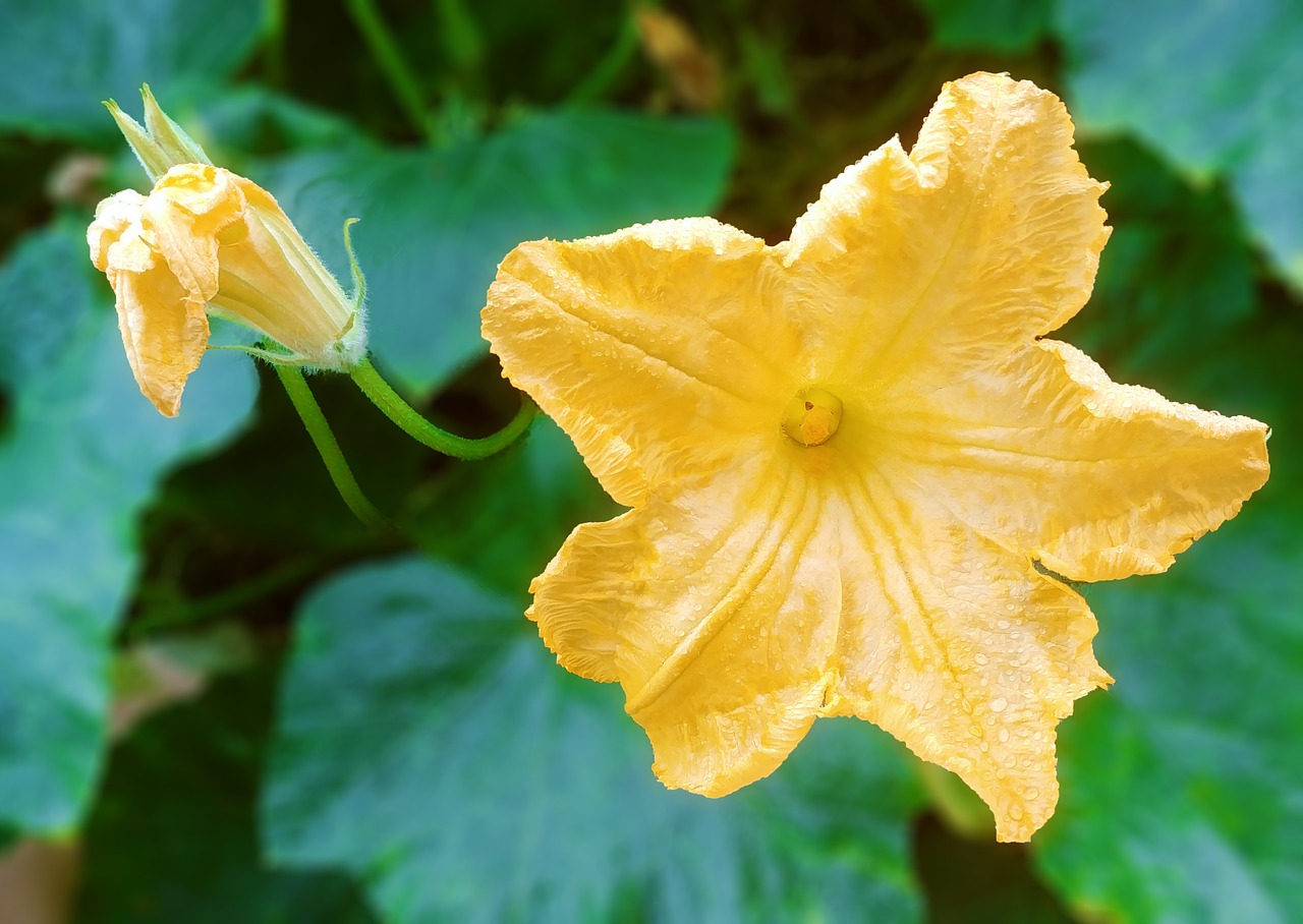 pumpkin flower  flowers  yellow flower free photo