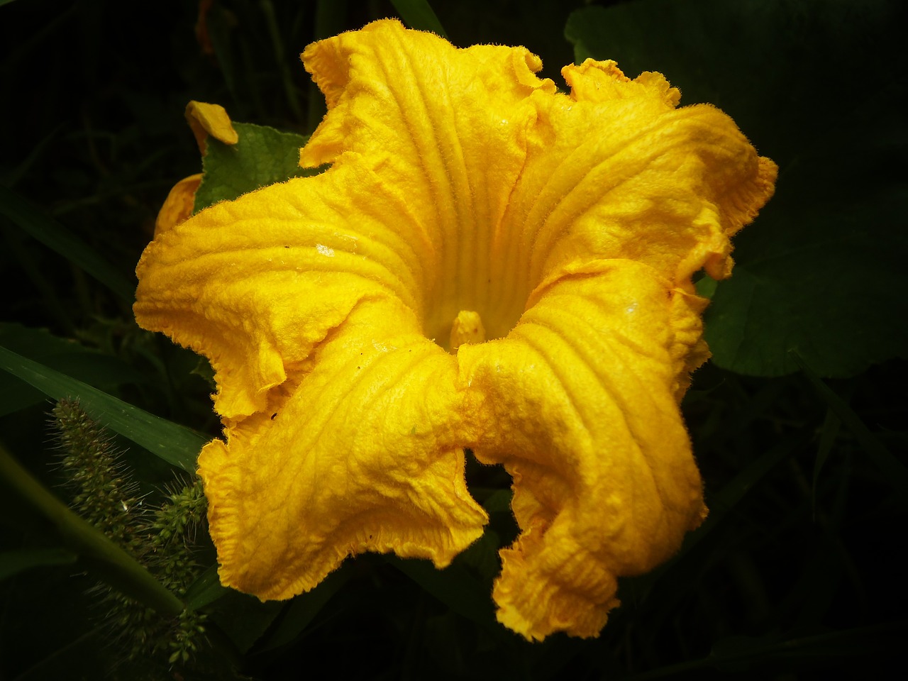 pumpkin flower yellow macro free photo