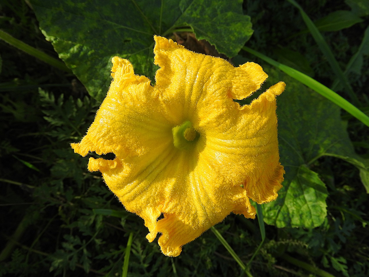 pumpkin flower flower plant free photo