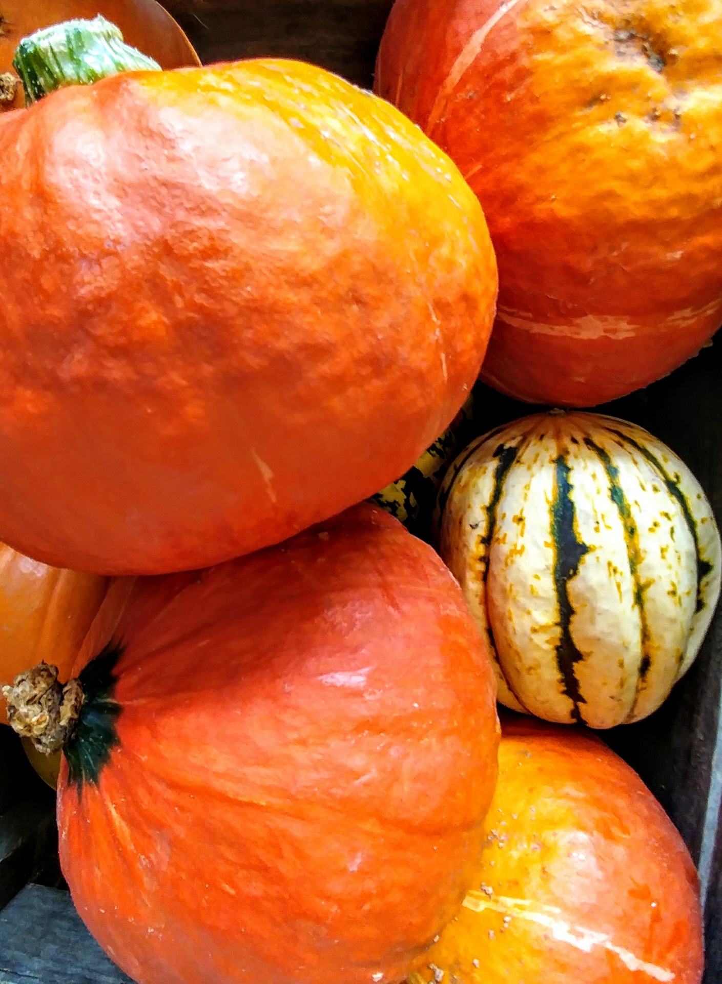 pumpkin squash harvest free photo