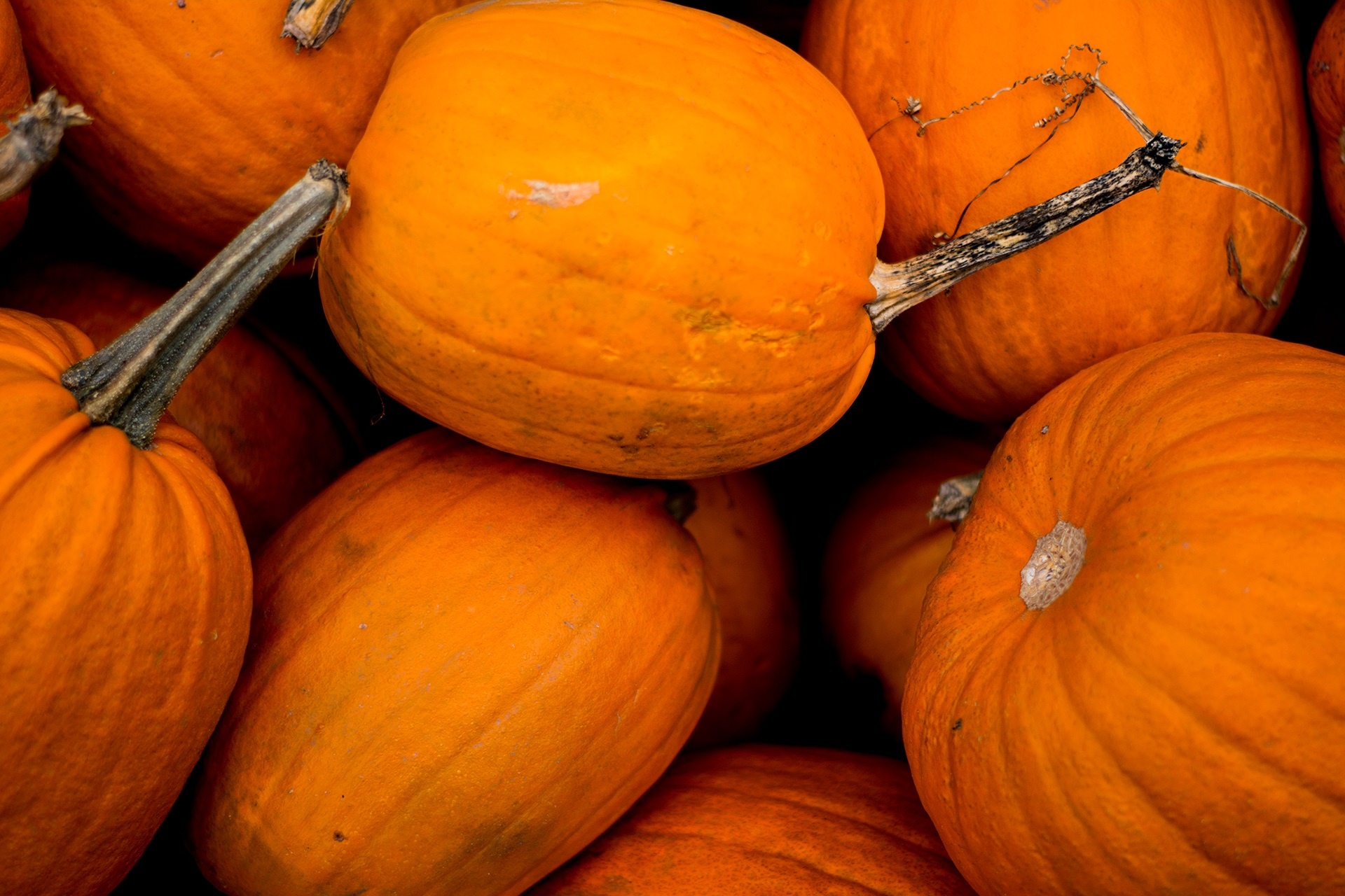 pumpkin harvest fall free photo