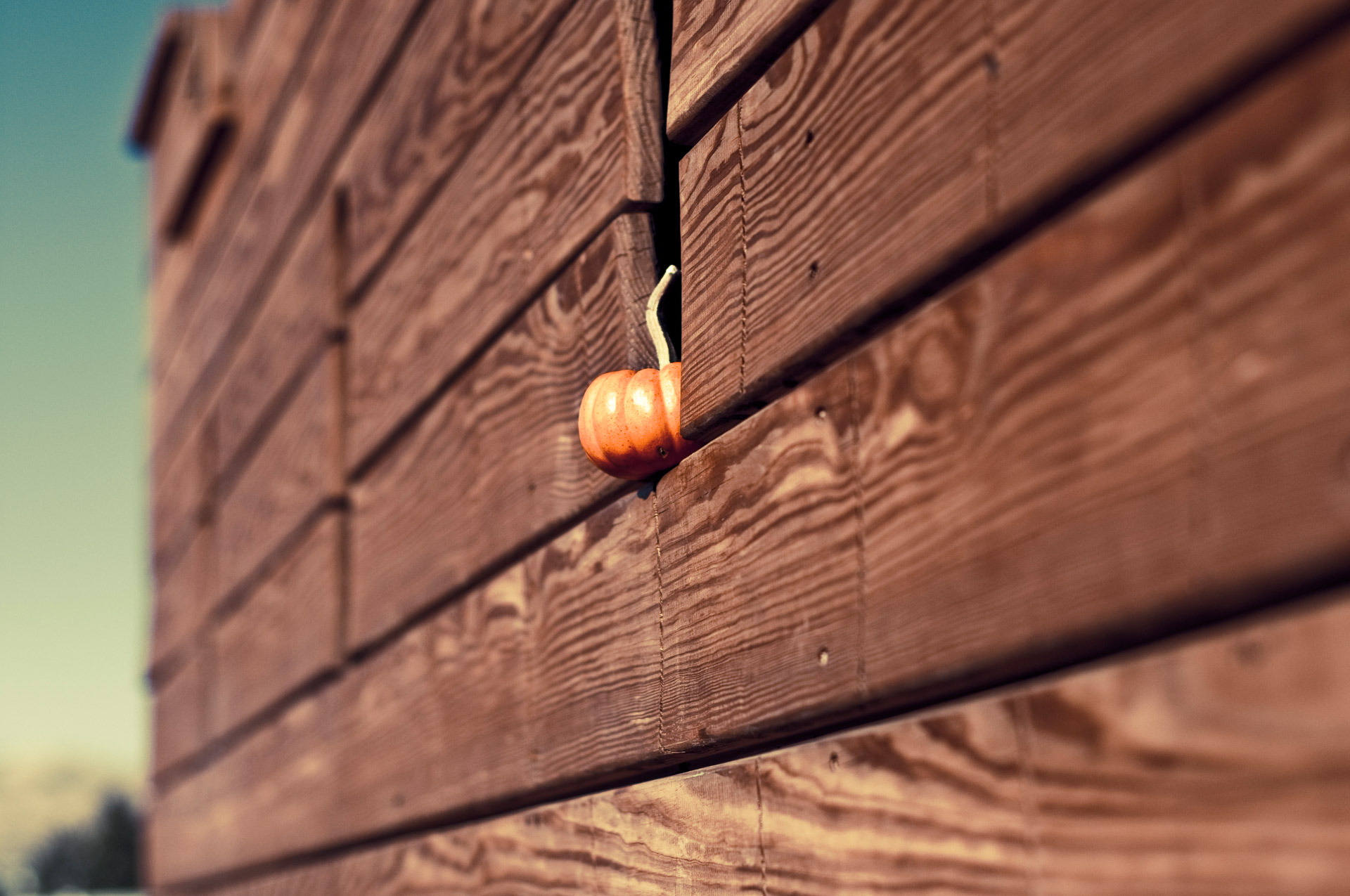 pumpkin wall orange free photo