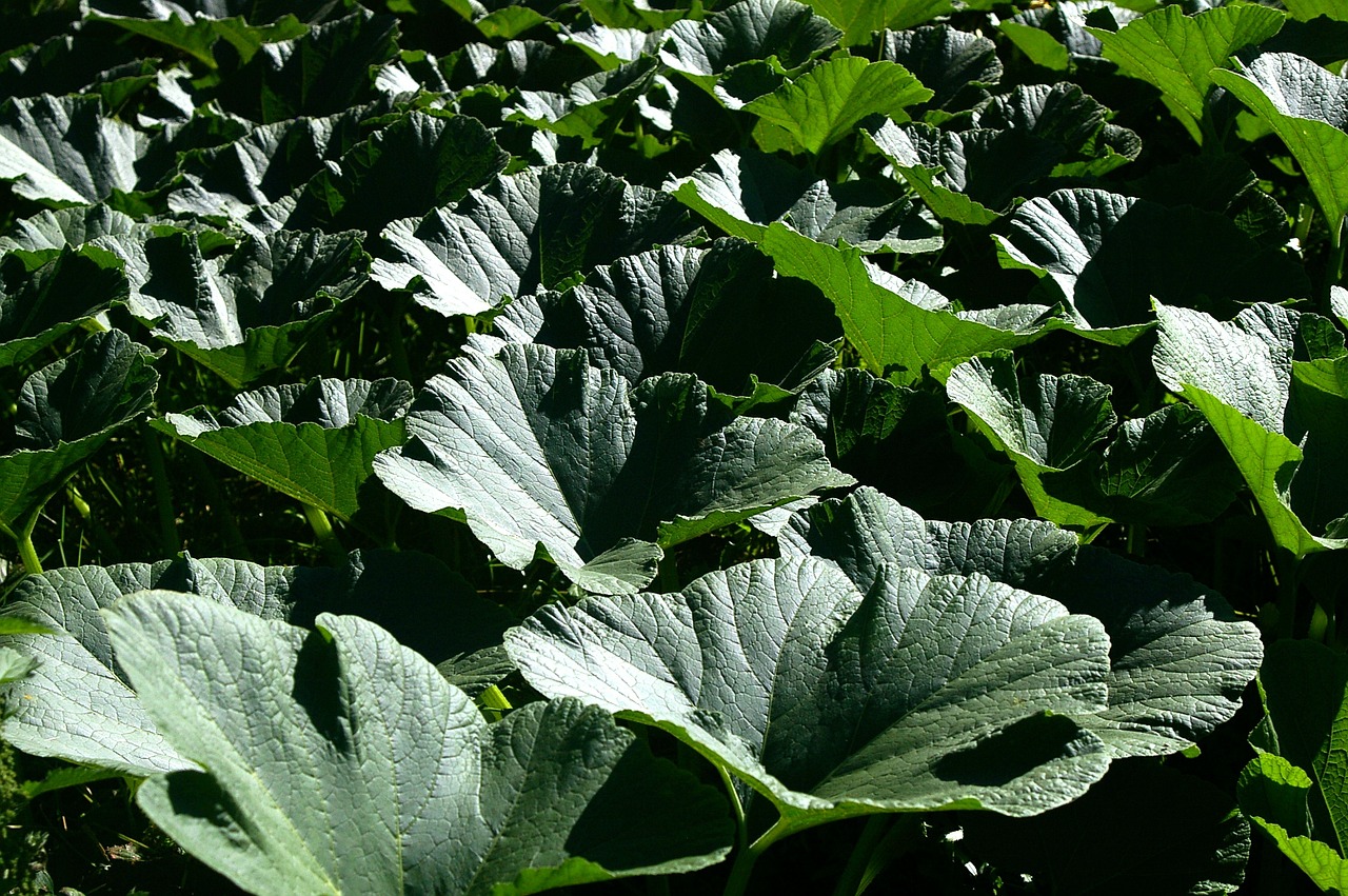 pumpkin leaves leaves nature free photo