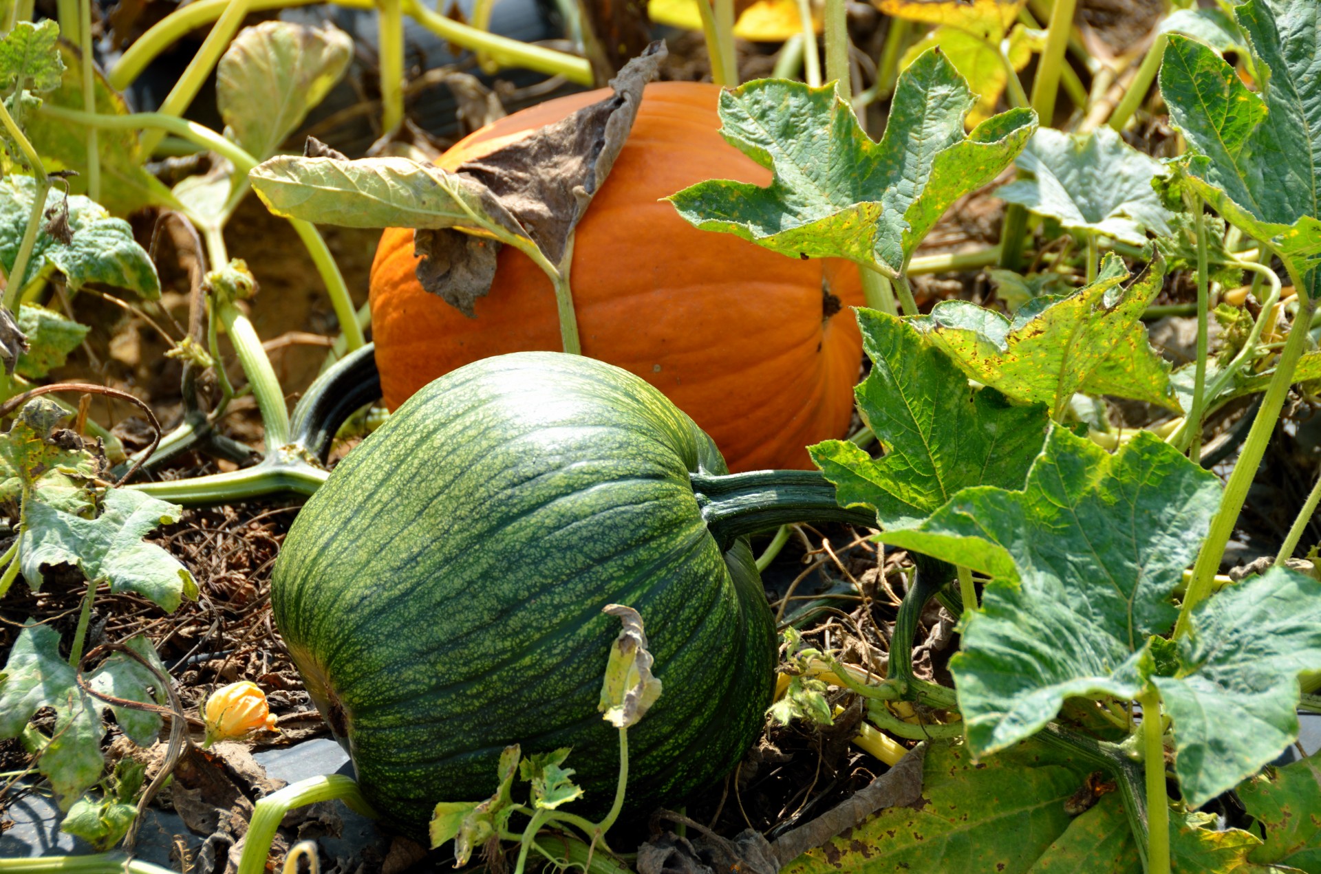 pumpkin patch vine free photo