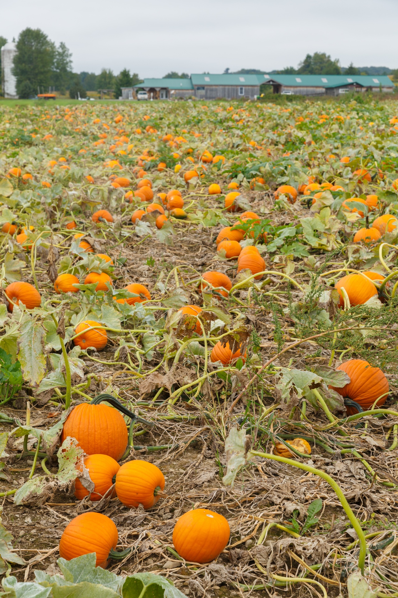 agriculture autumn crop free photo