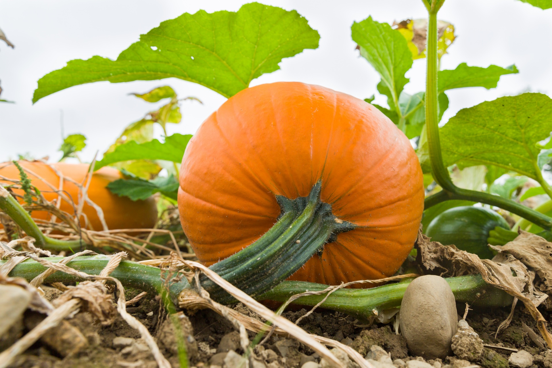 agriculture autumn crop free photo