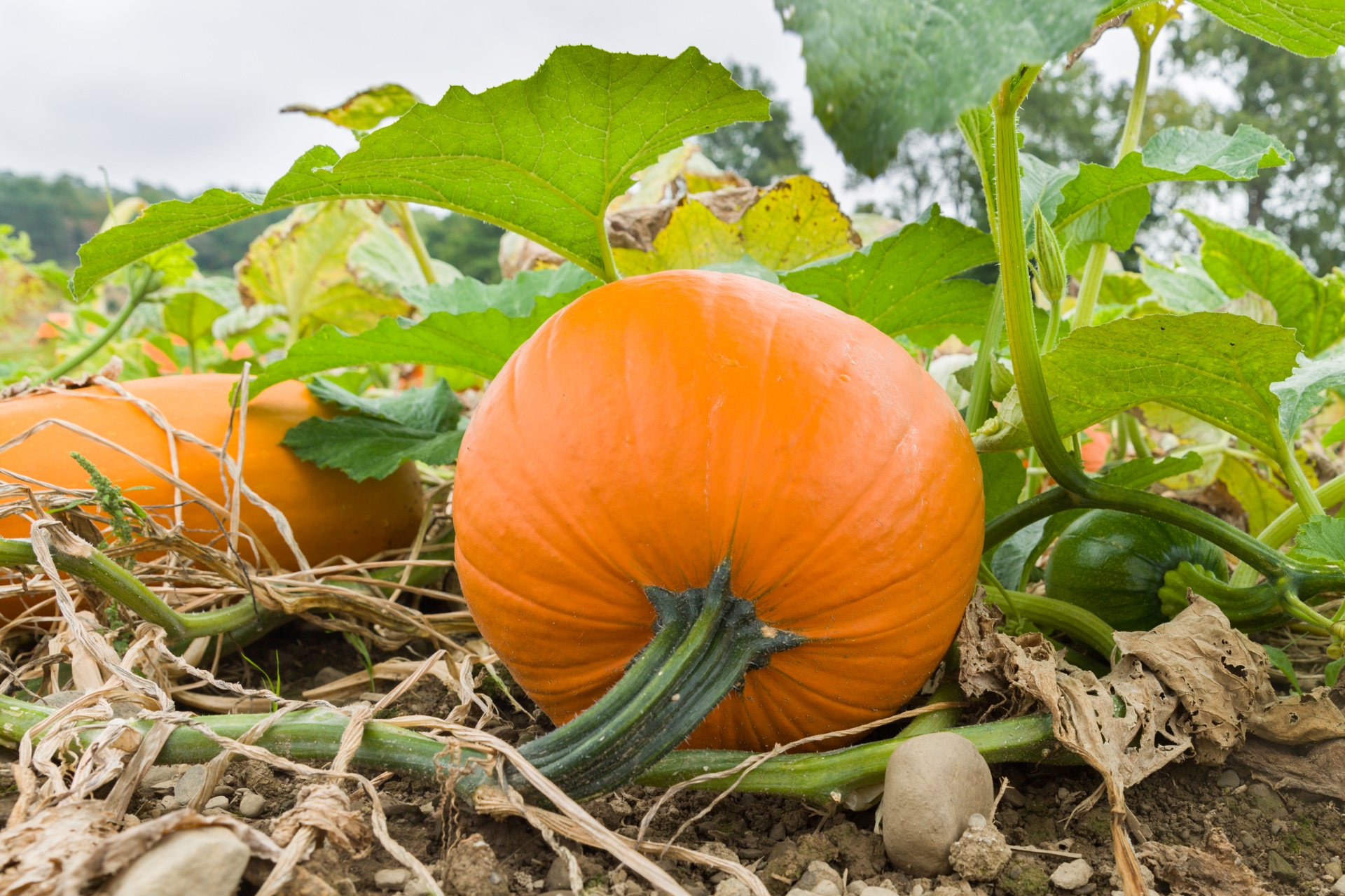 agriculture autumn crop free photo