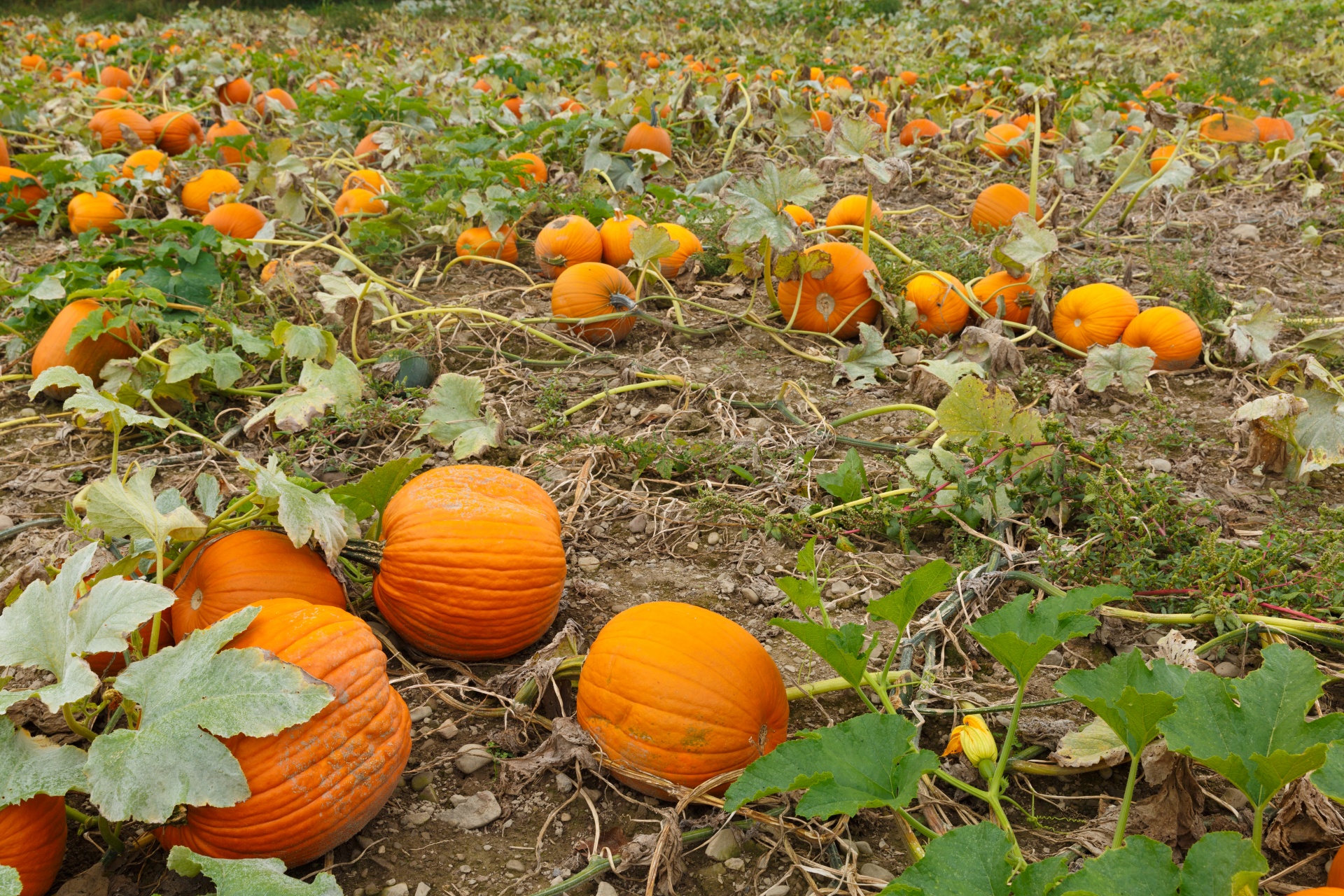 agriculture autumn crop free photo