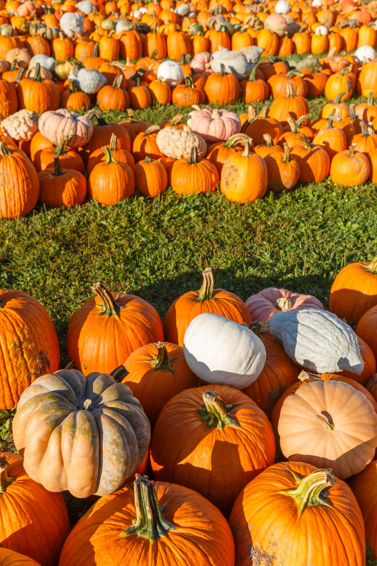 agriculture autumn fall free photo