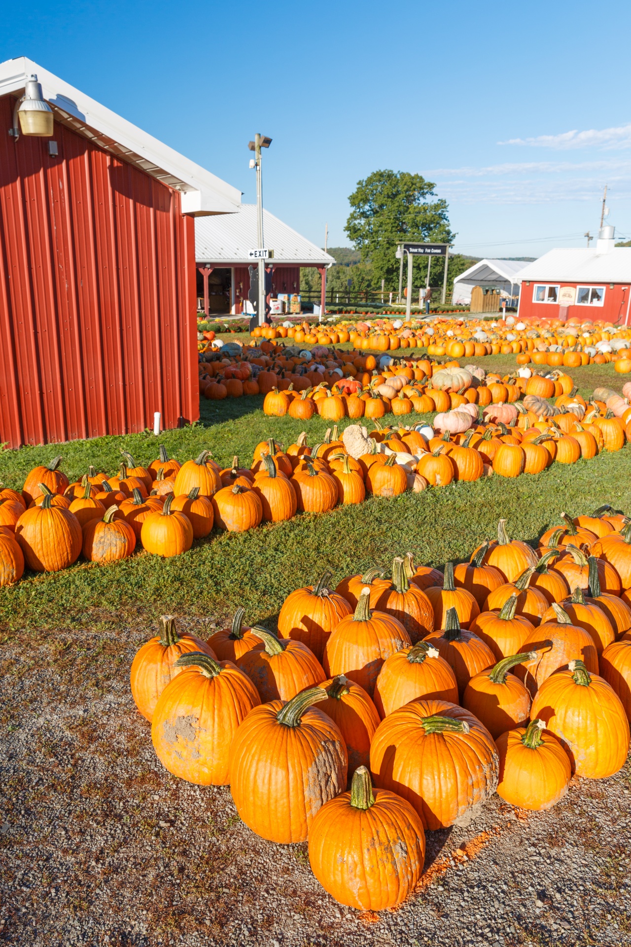 agriculture autumn fall free photo