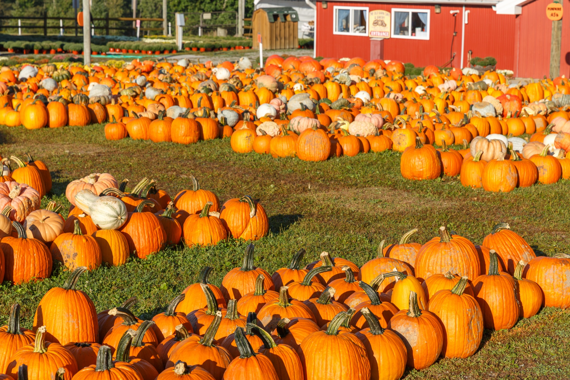 harvest,holiday,october,orange,patch,produce,pumpkin,pumpkins,season,season...