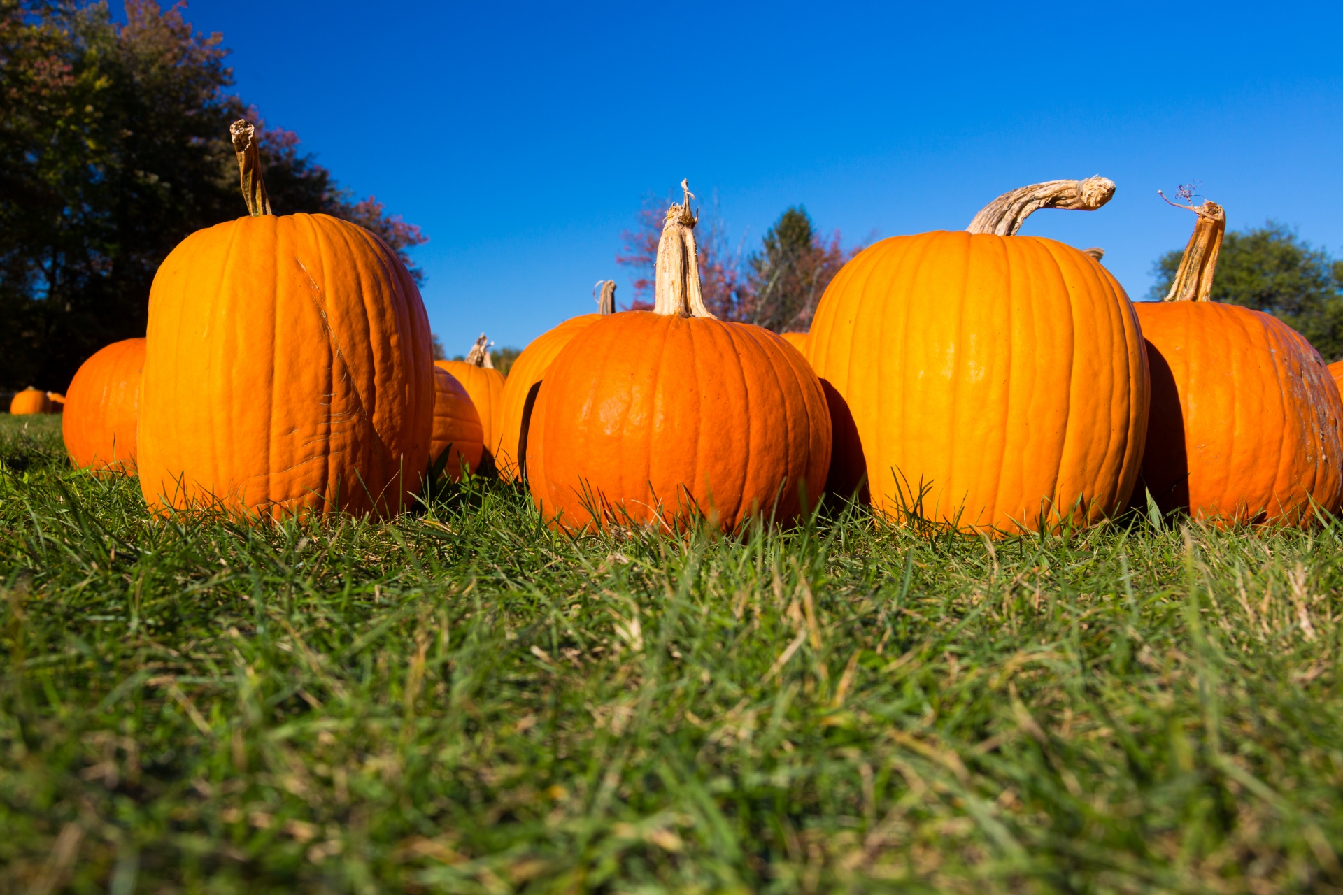 autumn fall farm free photo