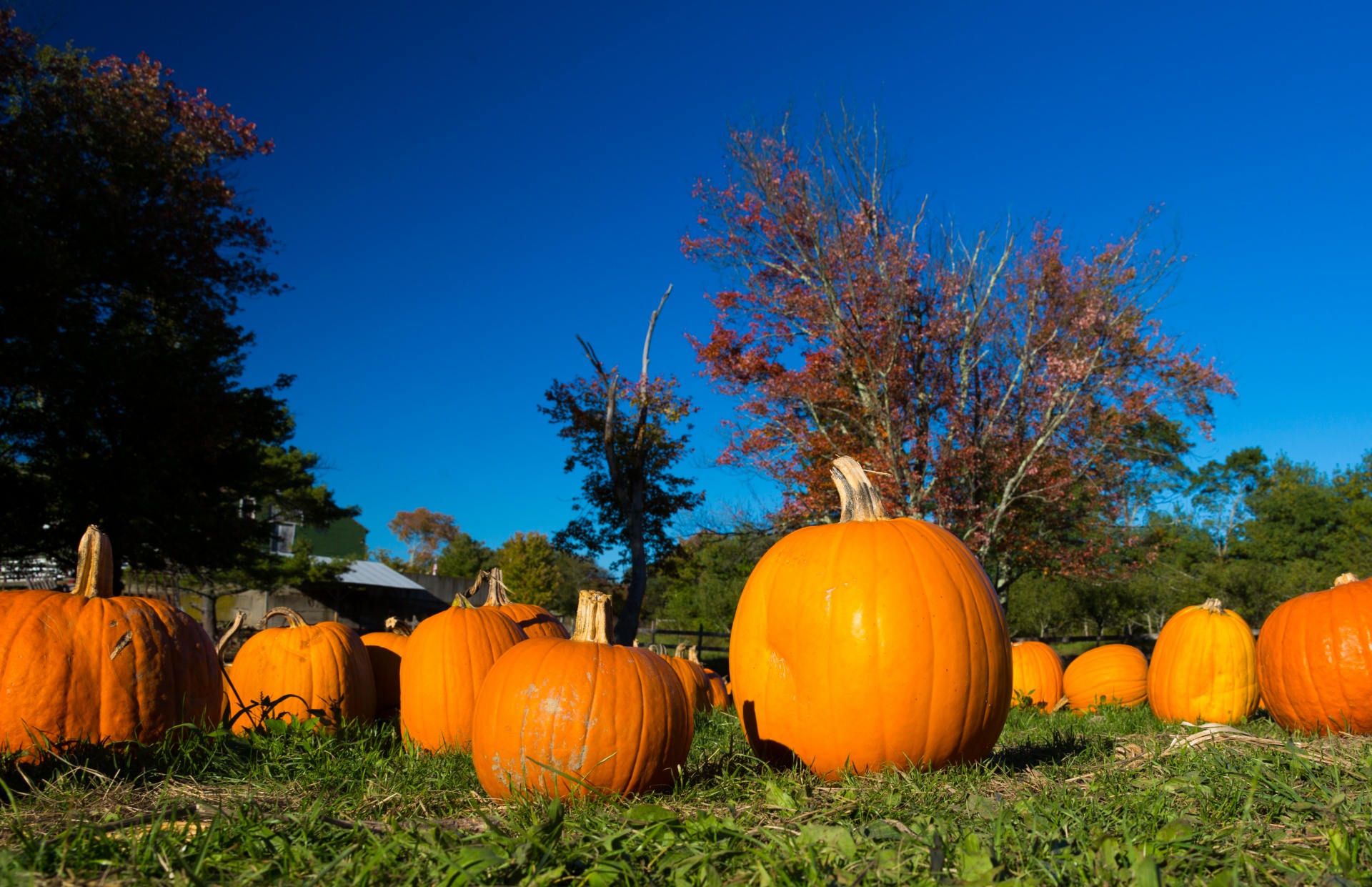 autumn fall farm free photo