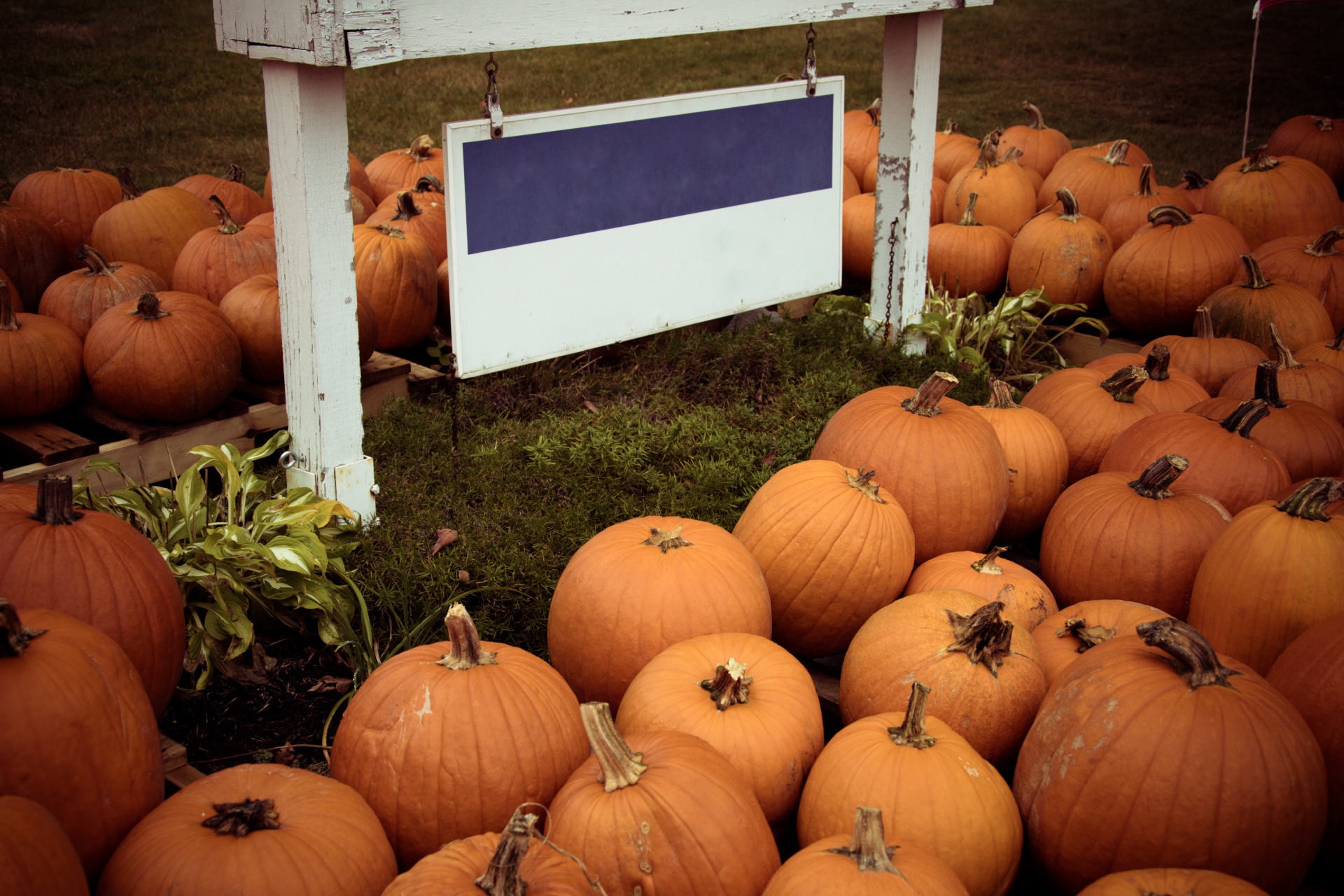 autumn blank board colorful free photo