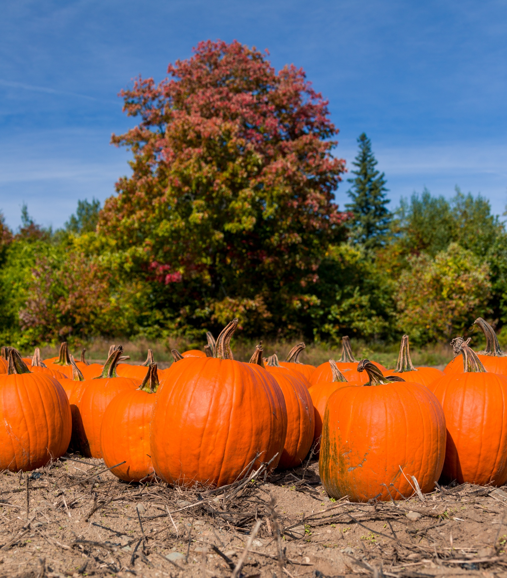 autumn colorful country free photo