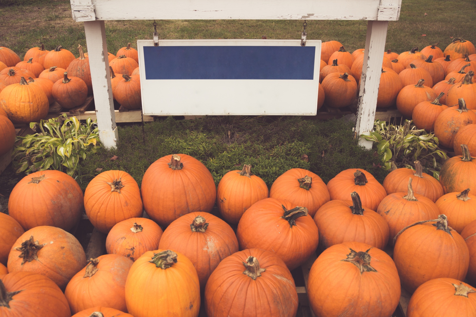 autumn blank board colorful free photo