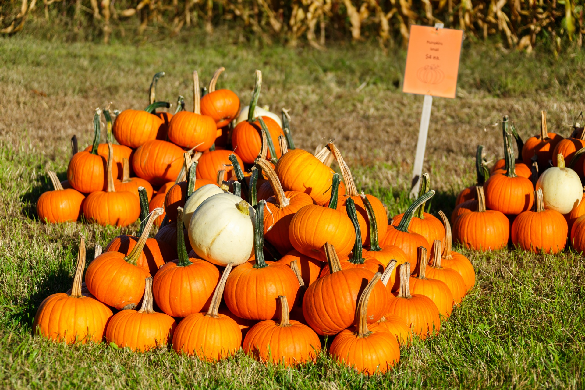 autumn fall farm free photo