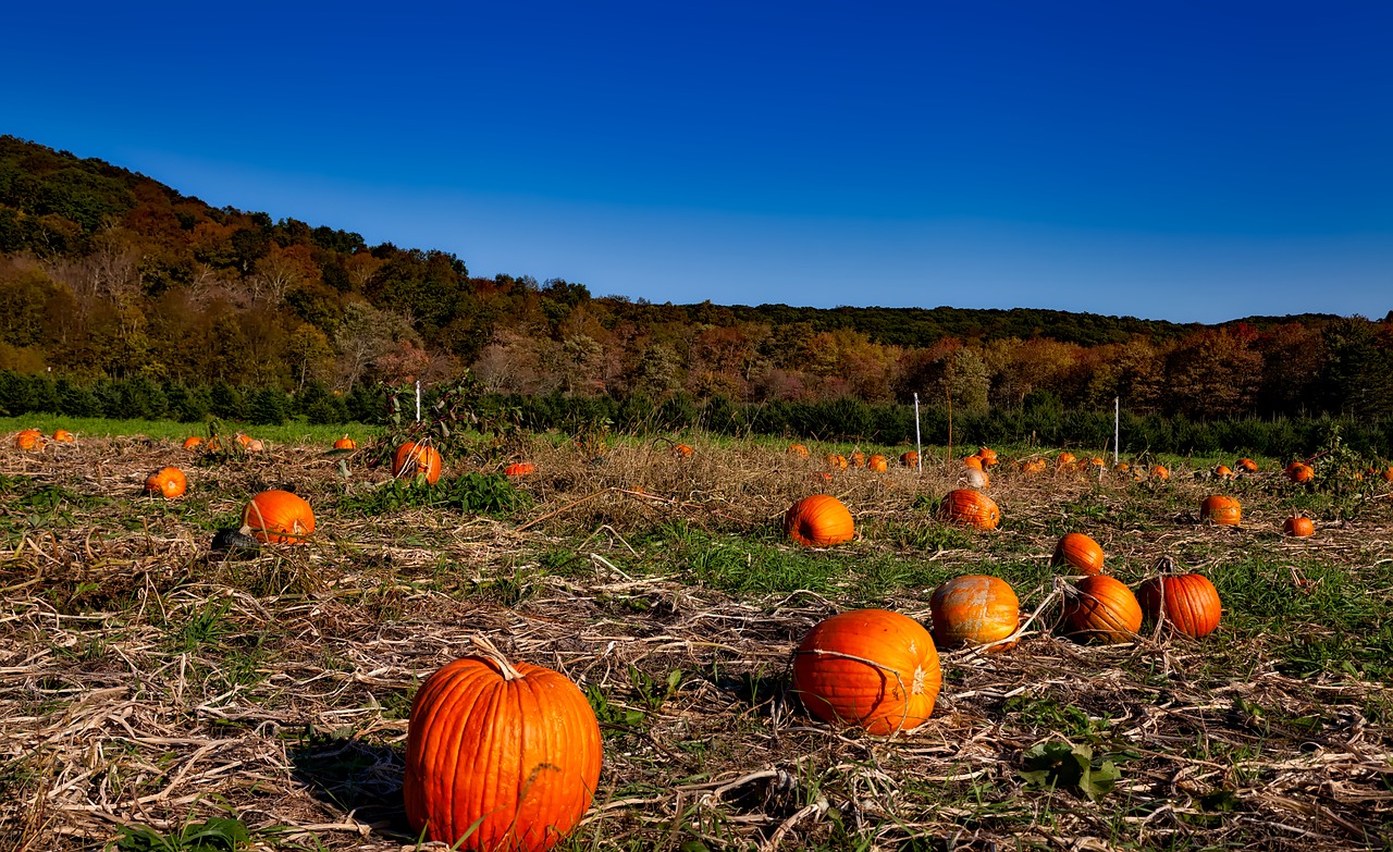 pumpkin patch autumn fall free photo