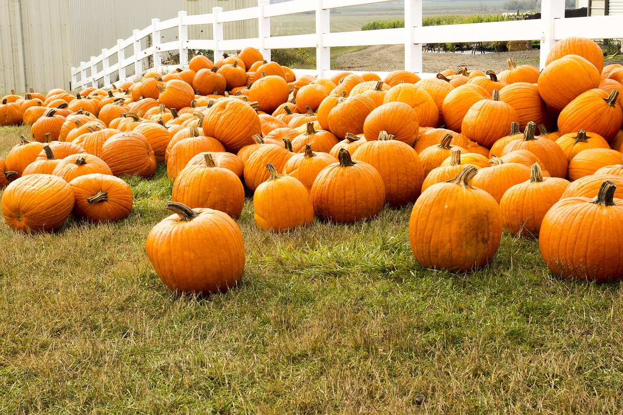 pumpkin patch pumpkins growing free photo