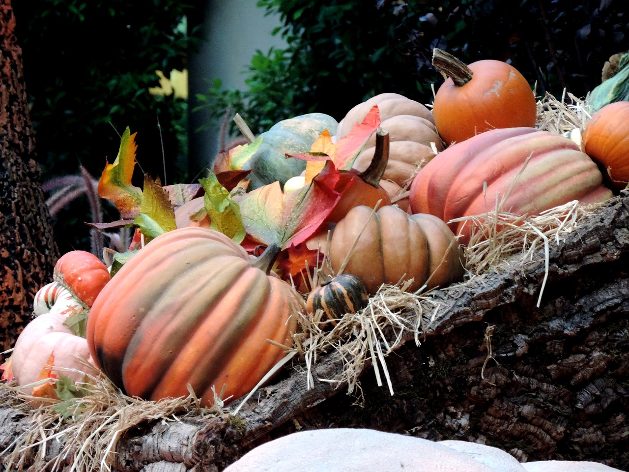 pumpkin patch fall harvest autumn free photo