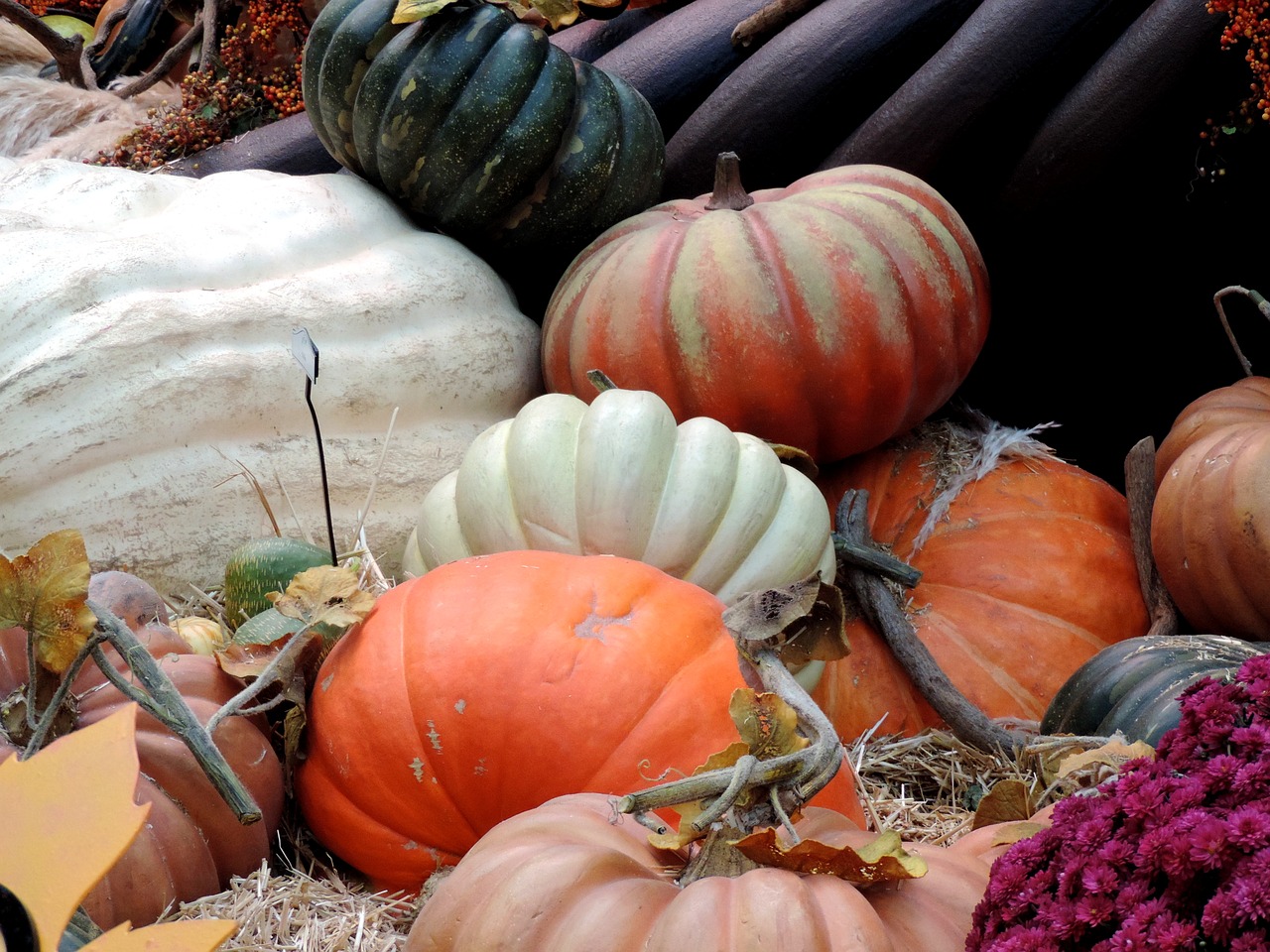 pumpkin patch fall harvest autumn free photo