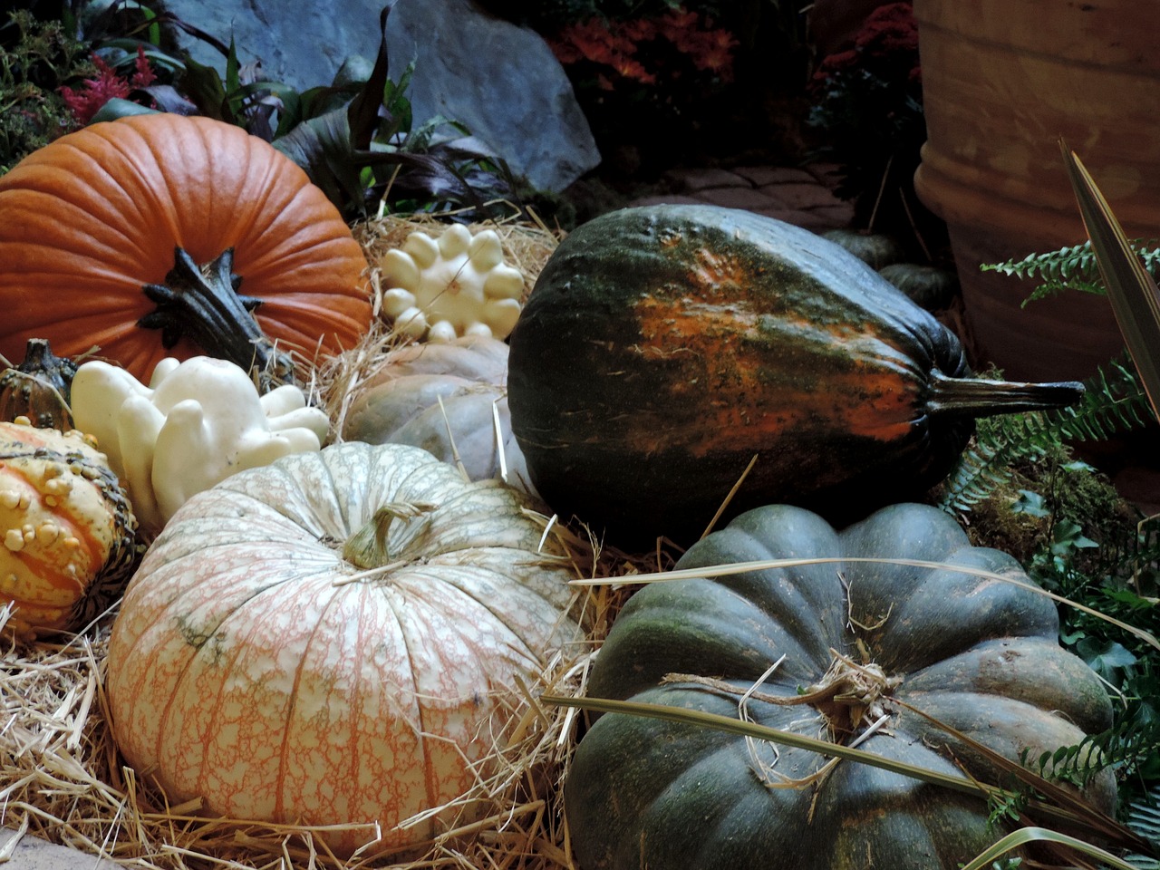 pumpkin patch fall harvest autumn free photo