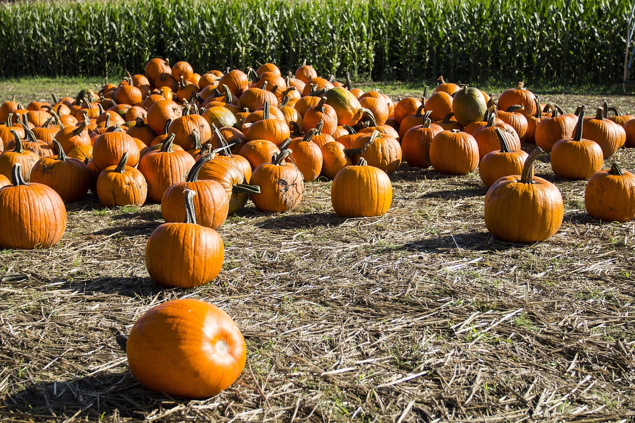 pumpkin patch  pumpkins  growing free photo