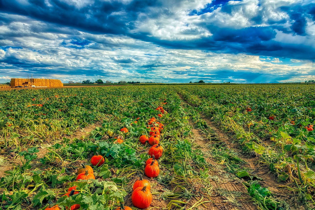 pumpkin patch  field  farm free photo